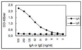 Sandwich ELISA - Anti-IgA antibody [KT41] (AB106731), expandable thumbnail