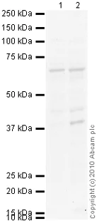 Western blot - Anti-IgA Secretory Component antibody [SC-05] (AB3924)