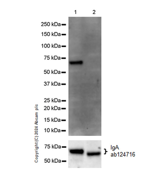 Western blot - Anti-IgA1 antibody [EPR26775-27] - BSA and Azide free (ab316188), expandable thumbnail