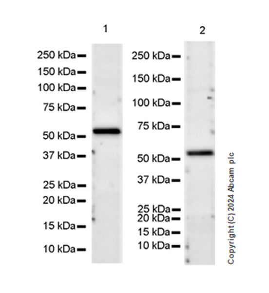 Western blot - Anti-IgA1 antibody [EPR26775-27] - BSA and Azide free (AB316188), expandable thumbnail