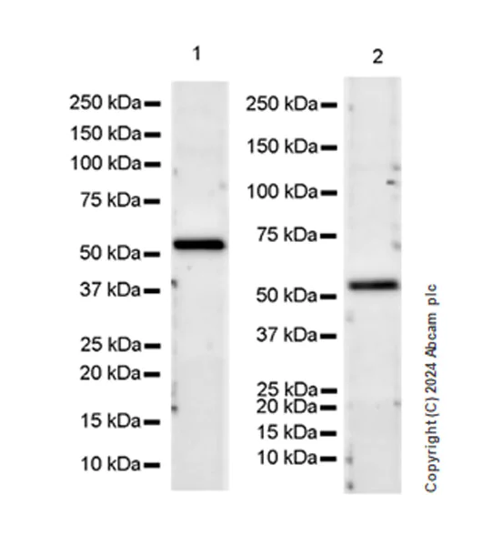 Western blot - Anti-IgA1 antibody [EPR26775-27] - BSA and Azide free (AB316188)