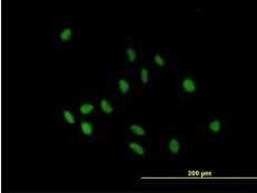 Immunocytochemistry/ Immunofluorescence - Anti-IgA2 antibody (AB88250)