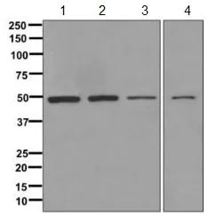 Western blot - Anti-IGBP1 antibody [EPR12315] (AB170911)