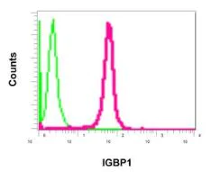 Flow Cytometry (Intracellular) - Anti-IGBP1 antibody [EPR12315] - BSA and Azide free (AB238932)