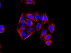 Immunocytochemistry/ Immunofluorescence - Anti-IGBP1 antibody [EPR12315] - BSA and Azide free (AB238932)