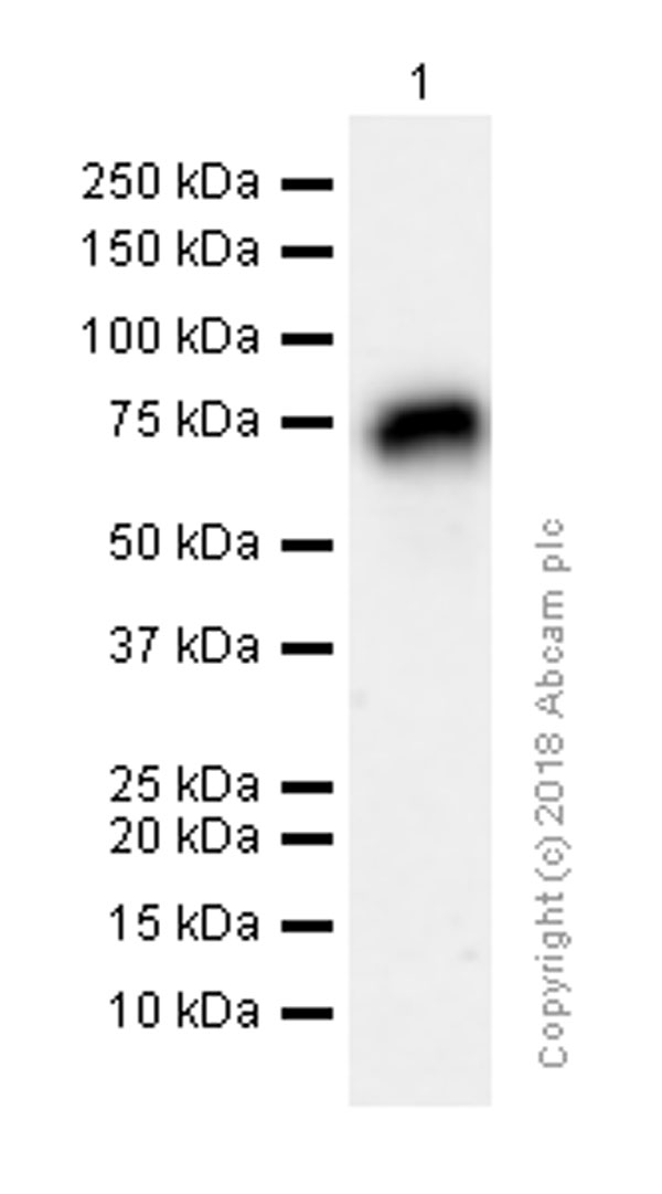 Western blot - Anti-IgD antibody [EPR6146] (AB124795), expandable thumbnail