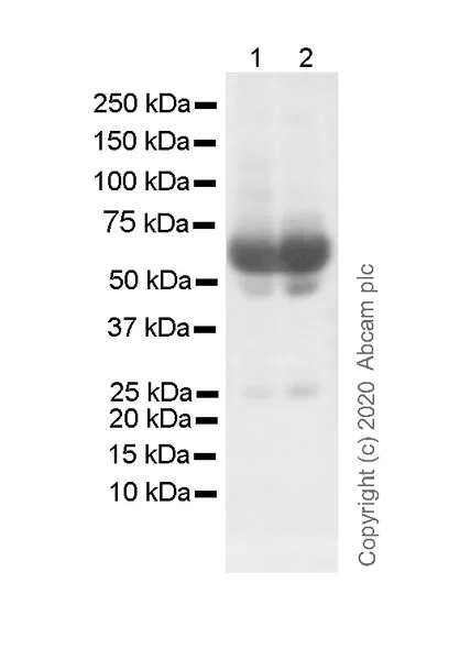 Western blot - Anti-IgD antibody [IA6-2] (AB235125)