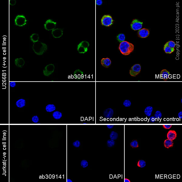 Immunocytochemistry/ Immunofluorescence - Anti-IgE antibody [EPR26777-14] (AB309141)