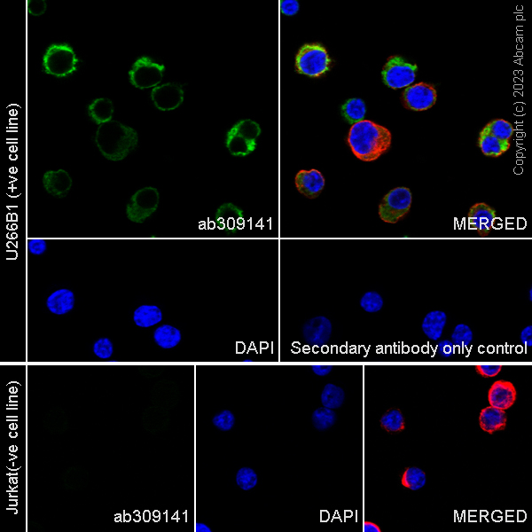 Immunocytochemistry/ Immunofluorescence - Anti-IgE antibody [EPR26777-14] - BSA and Azide free (AB309142)