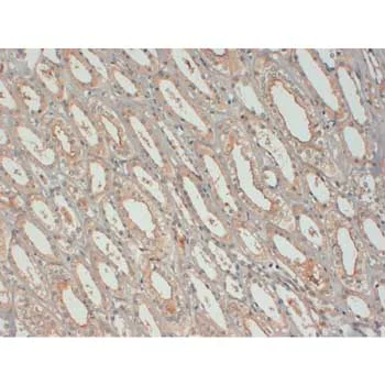 Immunohistochemistry (Formalin/PFA-fixed paraffin-embedded sections) - Anti-IGF1 antibody [7973] (AB176523)