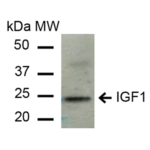 Western blot - Anti-IGF1 antibody (AB223567)