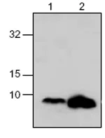 Western blot - Anti-IGF1 antibody (AB63926)