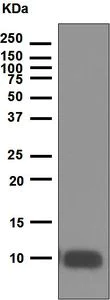 Western blot - Anti-IGF1 antibody [EPR5099] (AB134140)