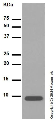 Western blot - Anti-IGF1 antibody [EPR5099] (AB134140)