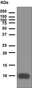 Western blot - Anti-IGF1 antibody [EPR5099] - BSA and Azide free (AB221959), expandable thumbnail