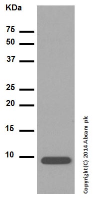 Western blot - Anti-IGF1 antibody [EPR5099] - BSA and Azide free (AB221959), expandable thumbnail