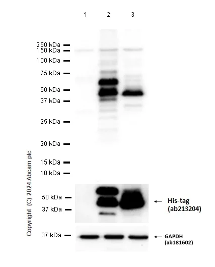 Western blot - Anti-IGF1 + IGF2 antibody [EPR5098(2)] - BSA and Azide free (AB221958)