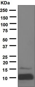 Western blot - Anti-IGF1 + IGF2 antibody [EPR5098(2)] - BSA and Azide free (AB221958)
