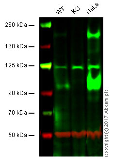Western blot - Anti-IGF1 Receptor antibody [EPR19322] - Low endotoxin, Azide free (AB246702), expandable thumbnail