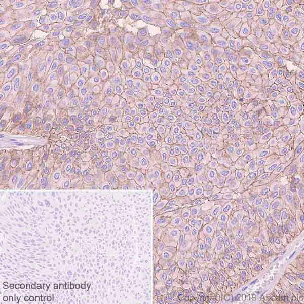 Immunohistochemistry (Formalin/PFA-fixed paraffin-embedded sections) - Anti-IGF1 Receptor antibody [EPR23027-204] (AB263903)