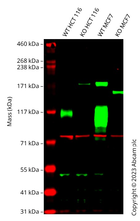 Western blot - Anti-IGF1 Receptor antibody [EPR23027-204] (ab263903), expandable thumbnail