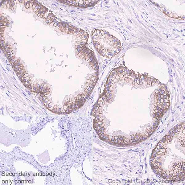 Immunohistochemistry (Formalin/PFA-fixed paraffin-embedded sections) - Anti-IGF1 Receptor antibody [EPR23027-204] - BSA and Azide free (AB267345)