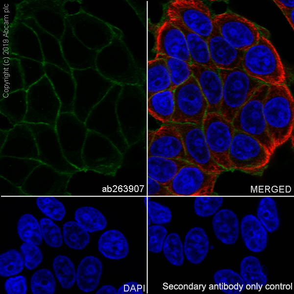 Immunocytochemistry/ Immunofluorescence - Anti-IGF1 Receptor antibody [EPR23027-80] - BSA and Azide free (AB267344), expandable thumbnail