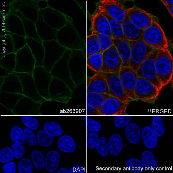 Immunocytochemistry/ Immunofluorescence - Anti-IGF1 Receptor antibody [EPR23027-80] - BSA and Azide free (AB267344)