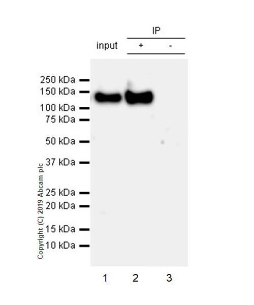 Immunoprecipitation - Anti-IGF1 Receptor antibody [EPR23027-80] - BSA and Azide free (AB267344), expandable thumbnail