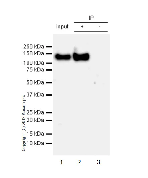 Immunoprecipitation - Anti-IGF1 Receptor antibody [EPR23027-80] - BSA and Azide free (AB267344)