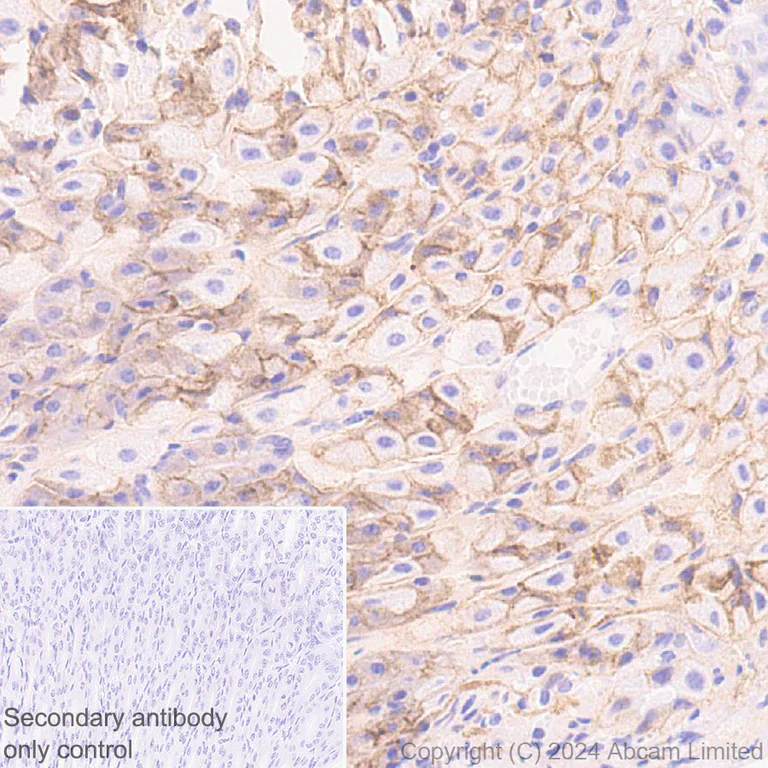 Immunohistochemistry (Formalin/PFA-fixed paraffin-embedded sections) - Anti-IGF1 Receptor antibody [EPR27277-5] (AB322659)