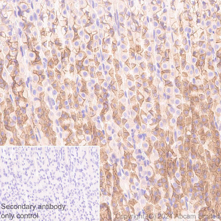 Immunohistochemistry (Formalin/PFA-fixed paraffin-embedded sections) - Anti-IGF1 Receptor antibody [EPR27277-5] (AB322659)