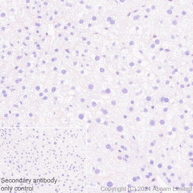 Immunohistochemistry (Formalin/PFA-fixed paraffin-embedded sections) - Anti-IGF1 Receptor antibody [EPR27277-5] (AB322659)