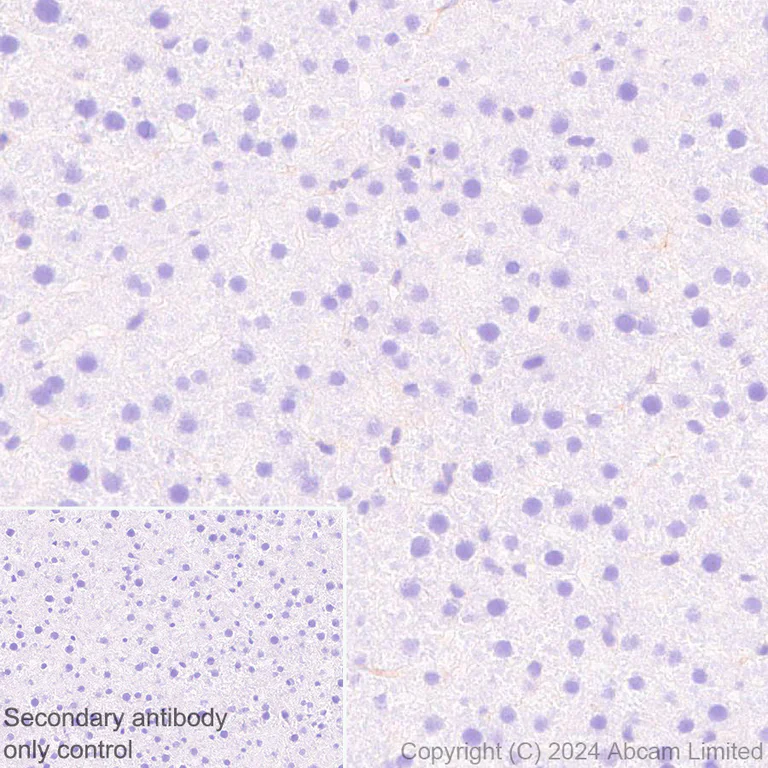 Immunohistochemistry (Formalin/PFA-fixed paraffin-embedded sections) - Anti-IGF1 Receptor antibody [EPR27277-5] (AB322659)