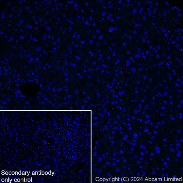 Immunohistochemistry (Frozen sections) - Anti-IGF1 Receptor antibody [EPR27277-5] (AB322659)