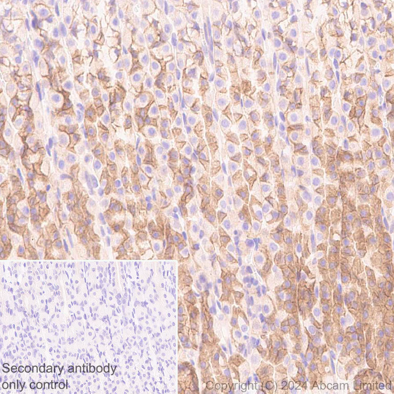 Immunohistochemistry (Formalin/PFA-fixed paraffin-embedded sections) - Anti-IGF1 Receptor antibody [EPR27277-5] - BSA and Azide free (AB325951)