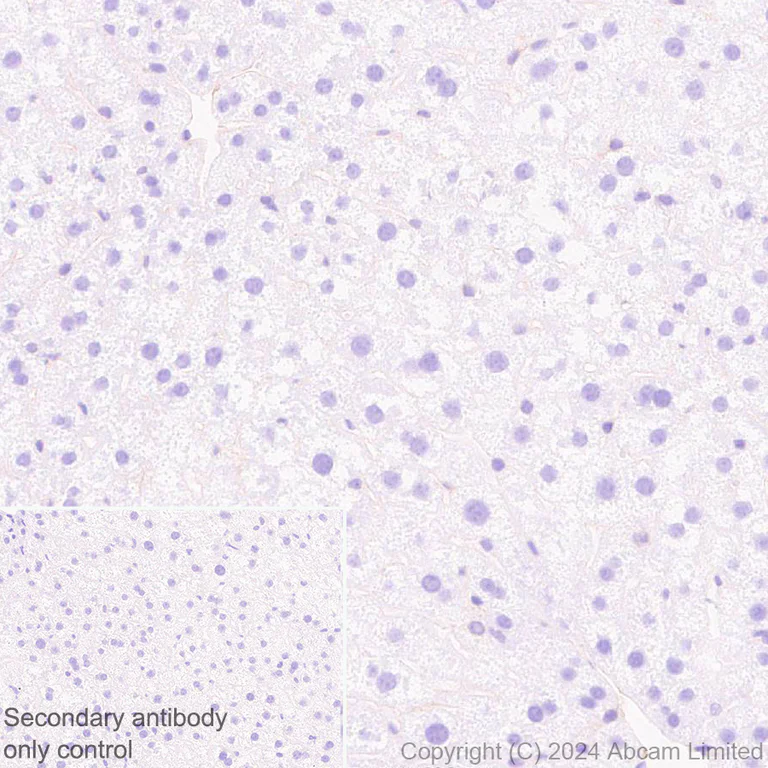 Immunohistochemistry (Formalin/PFA-fixed paraffin-embedded sections) - Anti-IGF1 Receptor antibody [EPR27277-5] - BSA and Azide free (AB325951)
