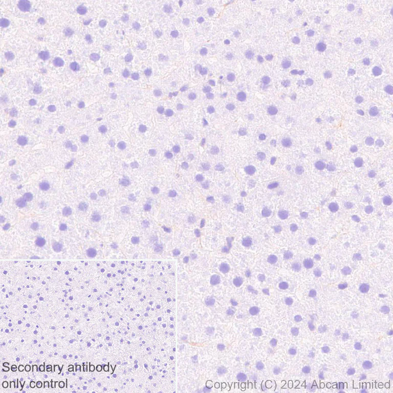 Immunohistochemistry (Formalin/PFA-fixed paraffin-embedded sections) - Anti-IGF1 Receptor antibody [EPR27277-5] - BSA and Azide free (AB325951)