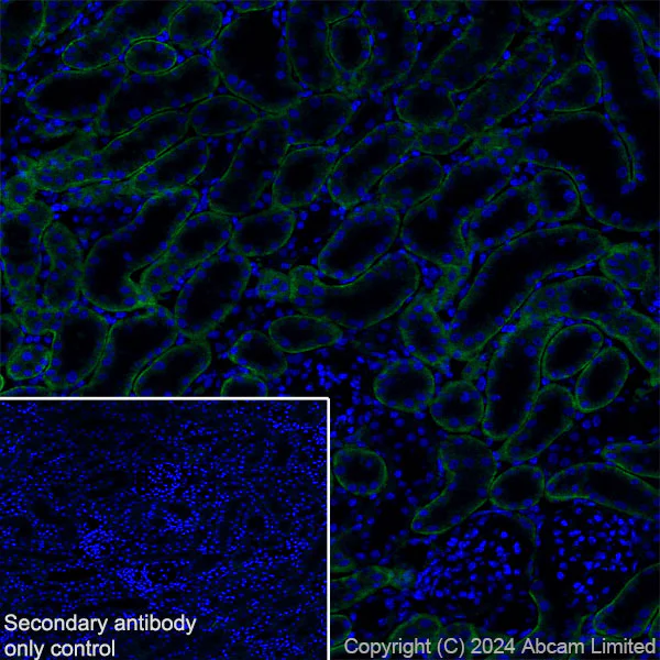 Immunohistochemistry (Frozen sections) - Anti-IGF1 Receptor antibody [EPR27277-5] - BSA and Azide free (AB325951)