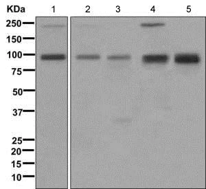 Western blot - Anti-IGF1 Receptor+Insulin Receptor antibody [EPR2334(2)] - BSA and Azide free (AB249737)
