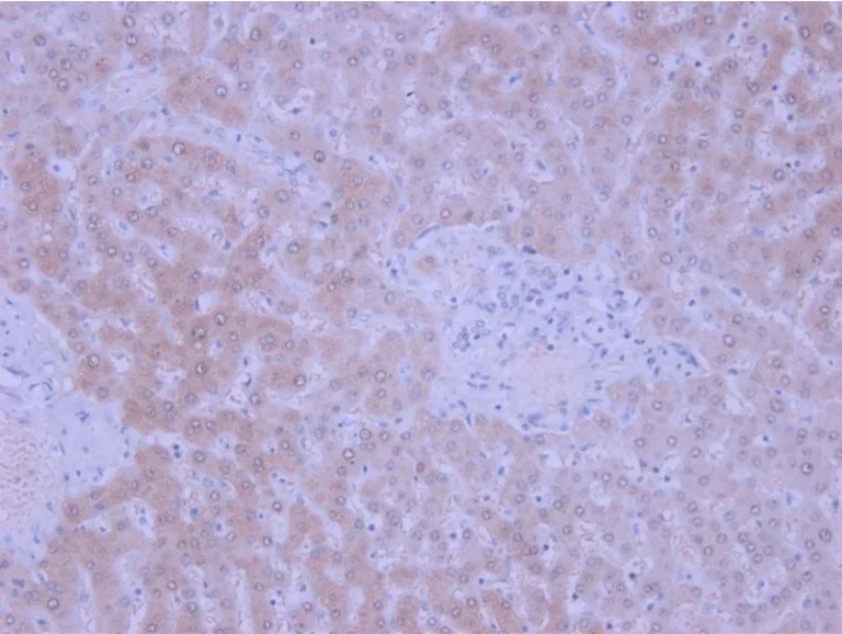 Immunohistochemistry (Formalin/PFA-fixed paraffin-embedded sections) - Anti-IGF1+IGF2 antibody (AB9572)