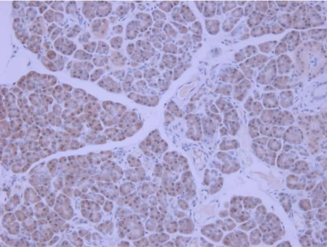 Immunohistochemistry (Formalin/PFA-fixed paraffin-embedded sections) - Anti-IGF1+IGF2 antibody (AB9572)
