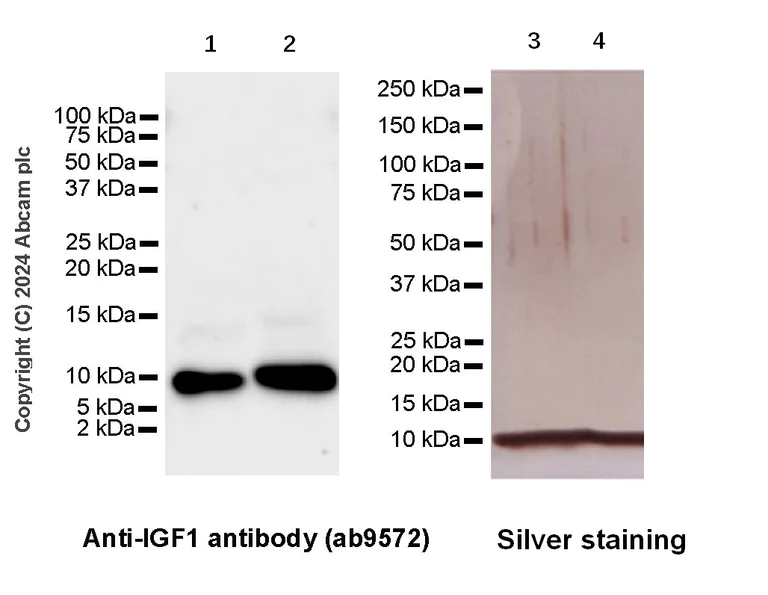 Western blot - Anti-IGF1+IGF2 antibody (AB9572)