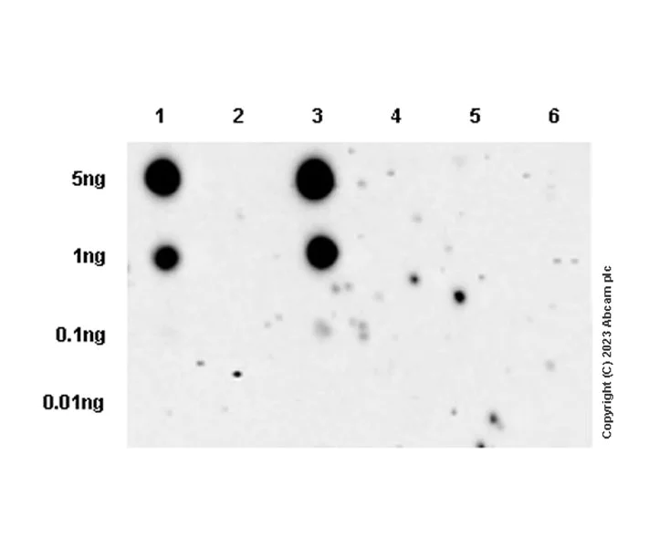 Dot Blot - Anti-IGF1R (pY1161) + INSR (pY1185) + INSRR (pY1141) antibody [EPR26123-29] - BSA and Azide free (AB314117)
