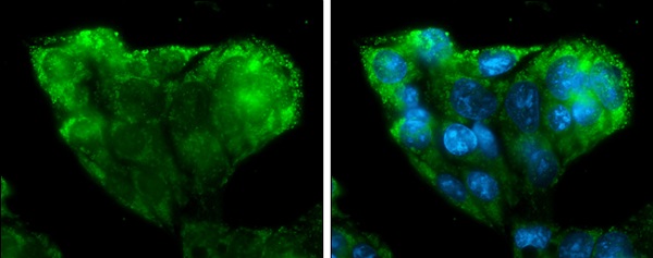 Immunocytochemistry/ Immunofluorescence - Anti-IGF2 antibody (AB226989)