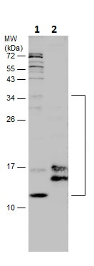 Western blot - Anti-IGF2 antibody (AB226989)