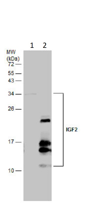 Western blot - Anti-IGF2 antibody (AB262713), expandable thumbnail