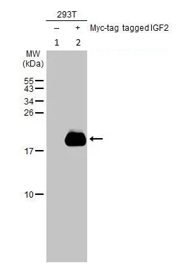 Western blot - Anti-IGF2 antibody (AB262713)