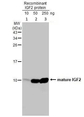 Western blot - Anti-IGF2 antibody (AB262713)