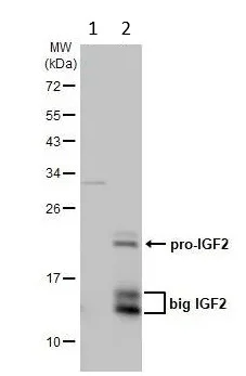 Western blot - Anti-IGF2 antibody (AB262713)